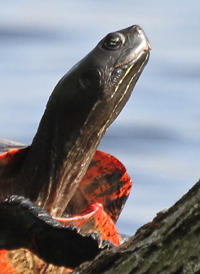 Northern Red-bellied Turtle